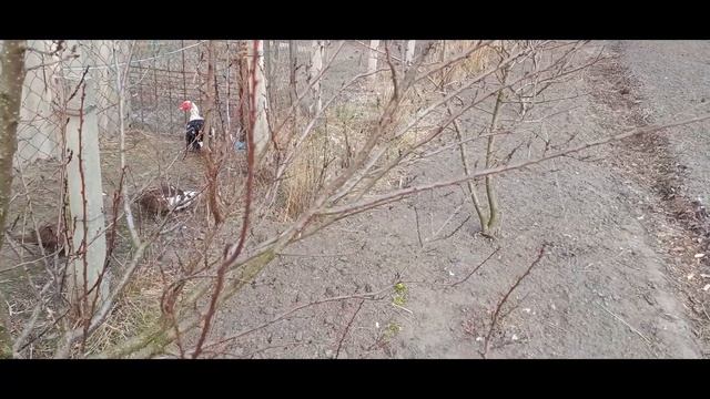 Захист абрикоса навесні.  Перелік препаратів і фази за