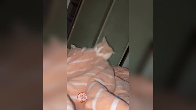 Наш TG https://t.me/liveofcats