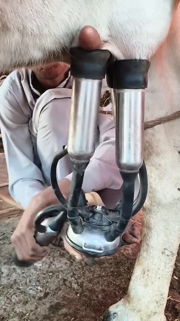 #pets #cow #dairy #dairyfarming #cows #farming #dairyindustry #shortsvideo #dairyfarm #milk #shorts