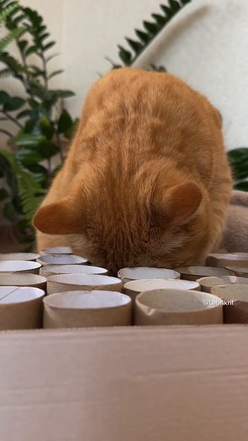 Кошачий ASMR 😀