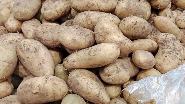 В Ейске на Баррикадной... Птицы как осы.. Картофель золотой...