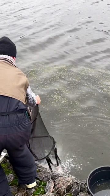 Батя напорол лещей на Москва реке #fishing #рыбалка #фидер