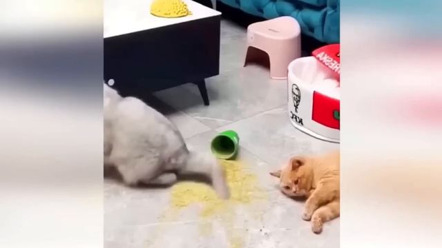 Приколы С Животными 111
