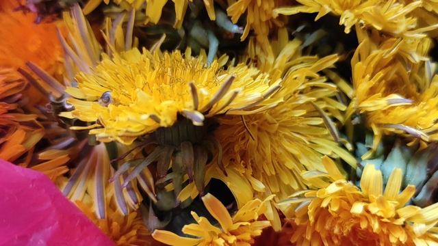 ВКУСНЫЙ АНТИДЕПРЕССАНТ. ЧЕЛОВЕЧЕСКИЙ МЁД ИЛИ ВАРЕНЬЕ ИЗ ОДУВАНЧИКОВ.