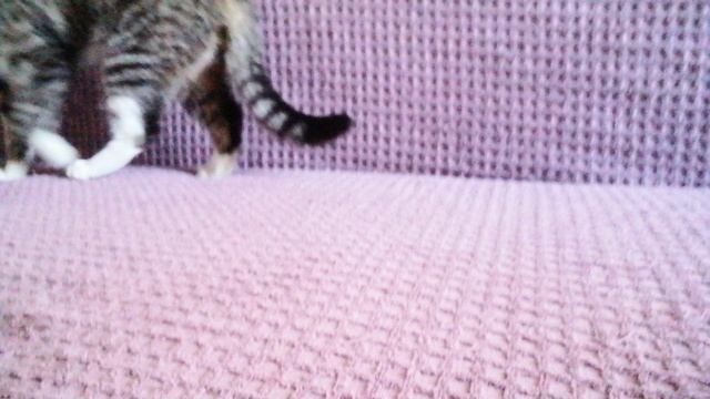 Продолжение нашей схватки☺️👍👁️🐾🐈🔥