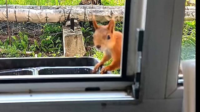 #Омские белочки 22.05.2025г.