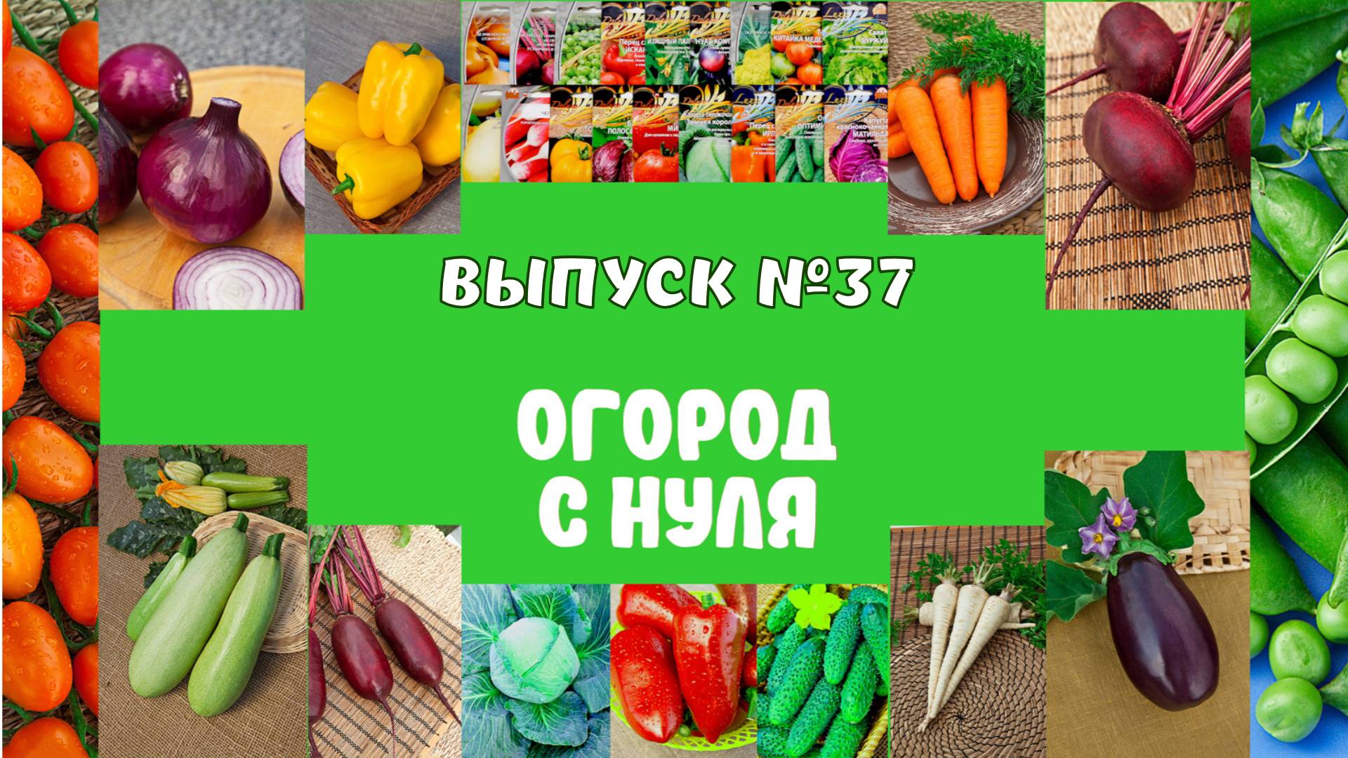37. Посадка лука-севка
