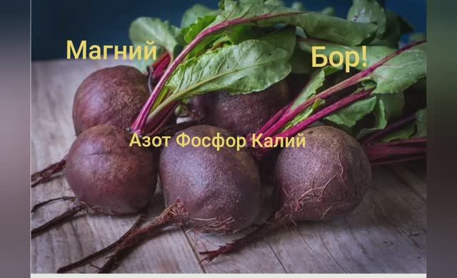 Что необходимо свёкле для отличного урожая. Любимый сорт свеклы