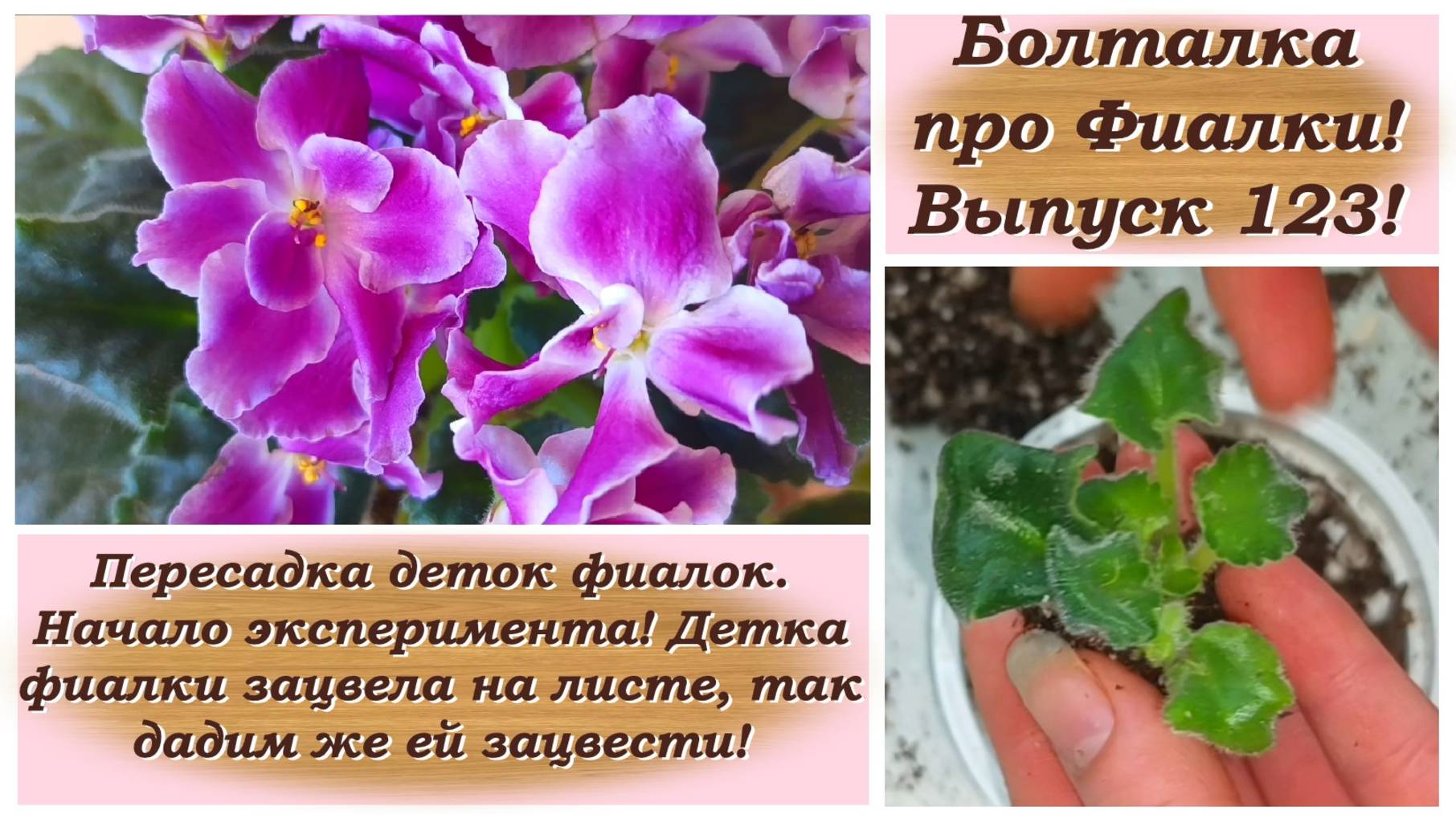 Болталка про Фиалки! Выпуск 123! Пересадка деток фиалок. Начало эксперимента!