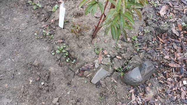 Пионы и розы на 22.05.2025. Восток Ленобласти