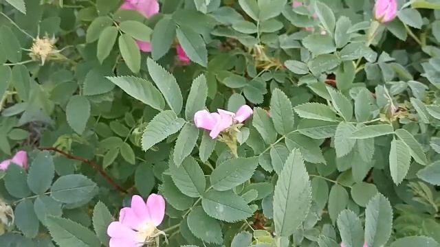 Цветущий май_Наш двор_Лесная поляна