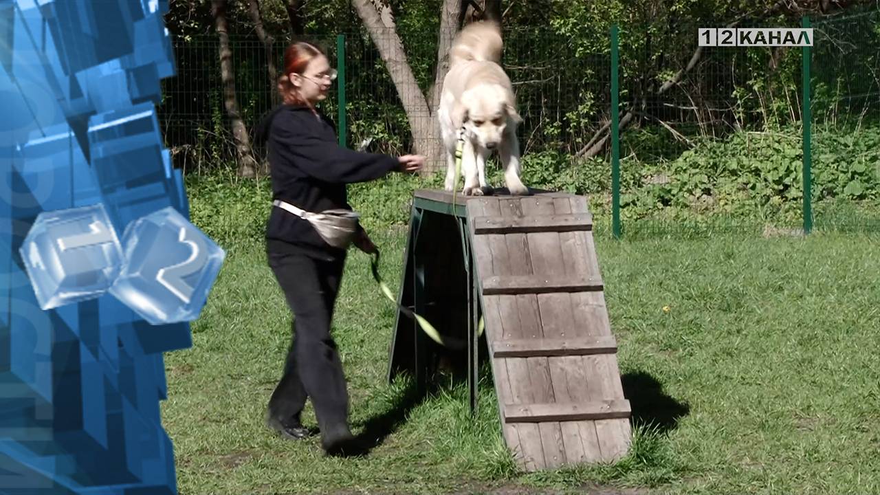 Березовская площадка для собак была отмечена экспертами
