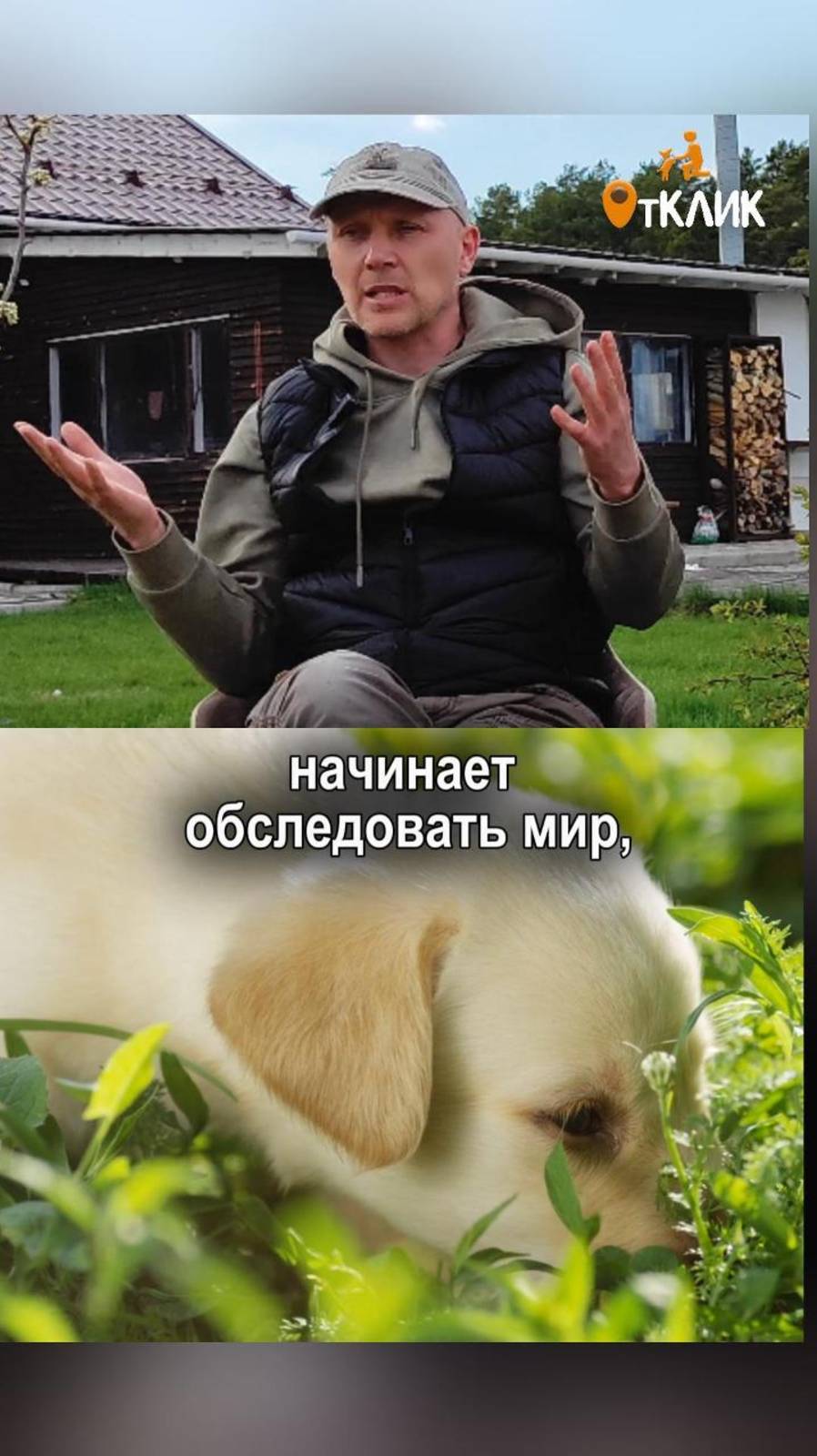 Собака в саду