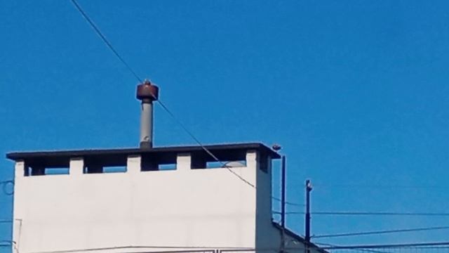 Наш дворик. Москва 21.05.2025 года. Утки на крыше дома.1000013589.mp4