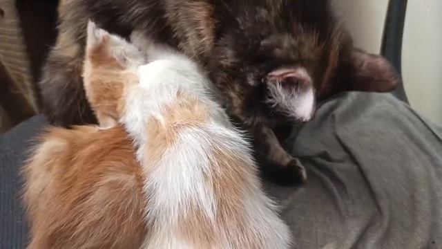 1000033747.mp4