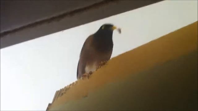 Зажигаем! Качается земля. (майнуша Лаки)
