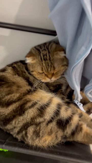 Милая шотландская кошечка 🐈