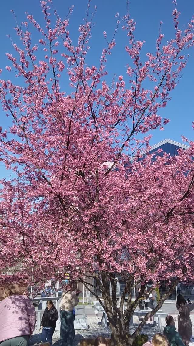 SAKURA IN KALININGRAD