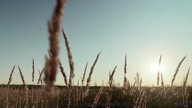 Ты почувствуешь, как мир становится добрее после просмотра! - Kingly -- Ketsa -- Through to Fall