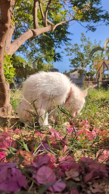 С приветом от солнечного Мирика 🐾