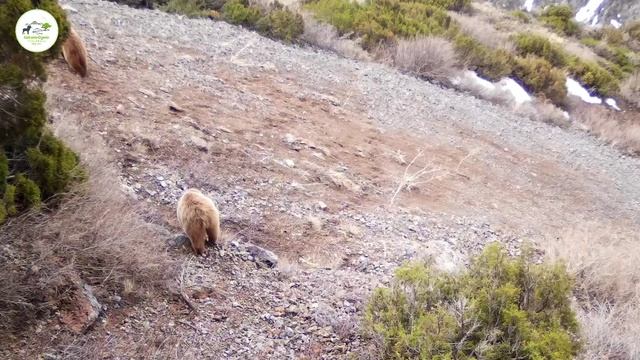 🔸Тянь-Шаньский бурый медведь попал в фотоловушку в государственном национальном природном парке «Са