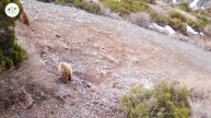 🔸Тянь-Шаньский бурый медведь попал в фотоловушку в государственном национальном природном парке «Са