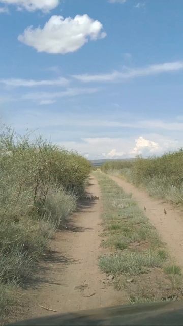 Куропатки спортсмены