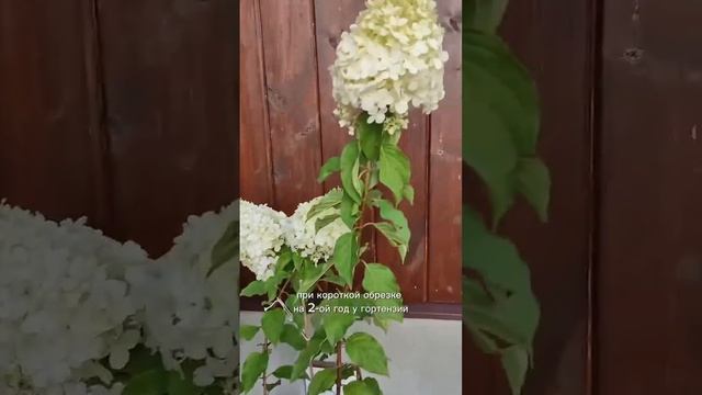 Советы для дачи и огорода