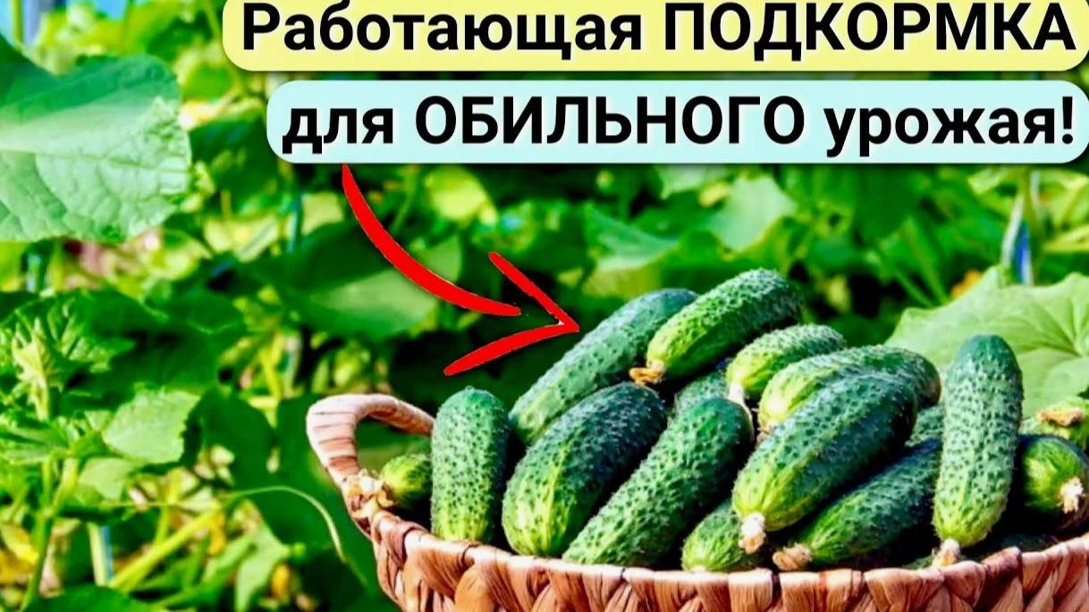 Секреты МОЩНОЙ Подкормки Огурцов перед высадкой. 5 Народных Рецептов которые удвоят урожай