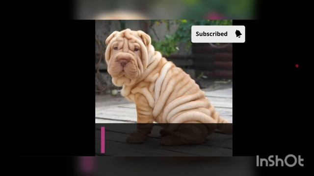 Породы собак наиболее подходящие для квартиры( от мелких пород к крупным) 🐶🐶🐶