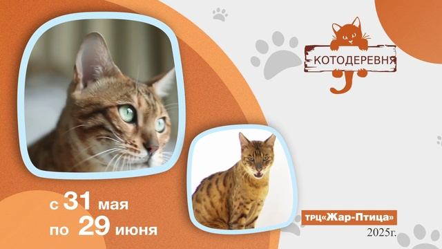 Кошки Нижний 2025