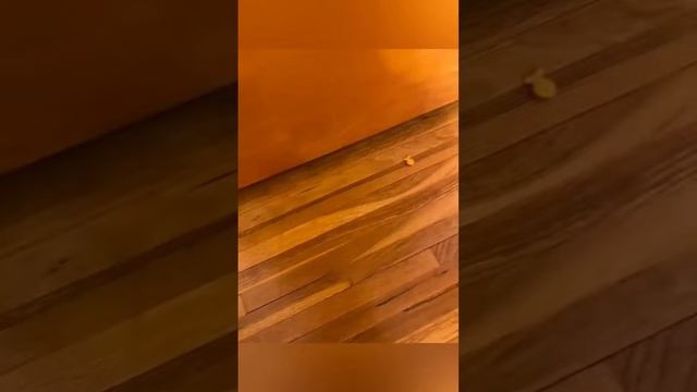 #голдазаподписку #веля #funny #edit #pets #cat #а4 #animals #standoff2 #cute