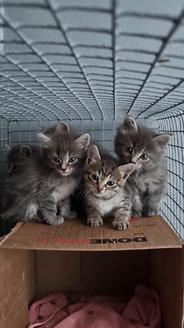 Милые котята в добрые руки