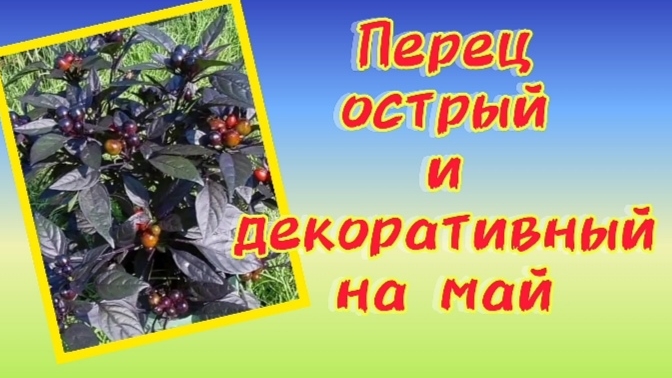 Острые перцы в рассаде. Декоративные в цвету..