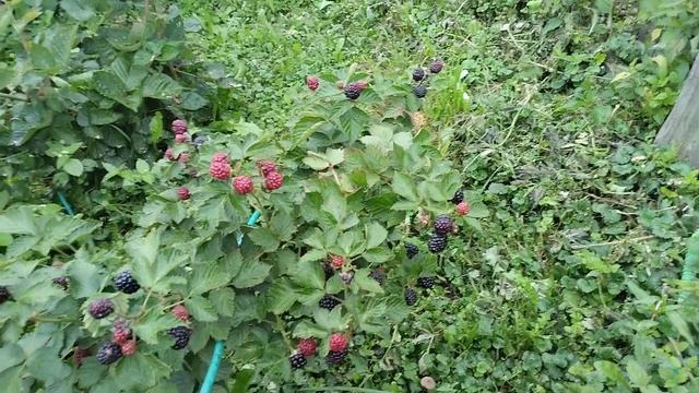Ежевика Астерина после проливных дождей,9.08.24
