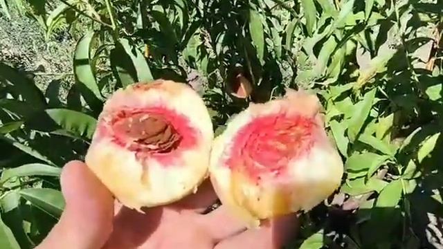 Персик Бенедикт. Peach Benedicte. Смачний, ароматний сорт з бі