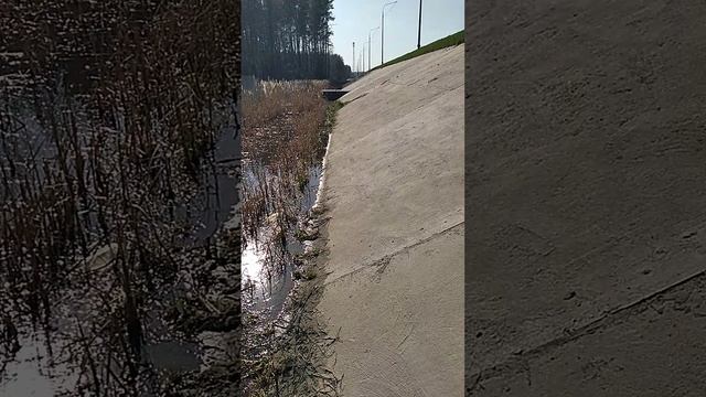 На обочине платной трассы М12 в незинах водятся ужи