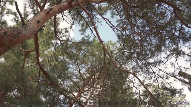 Вы никогда не видели природу такой - это шокирует! - thief of botanic knowledge -- los pilotos -- nu