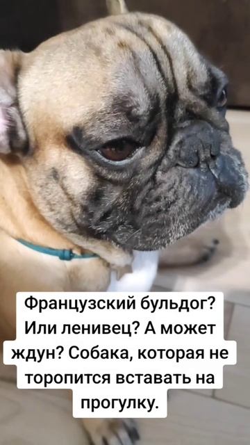 Кто придумал выгул в такую рань? #французскийбульдог #собакаприколы #собака #бульдог