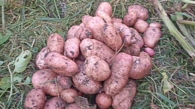 КАРТОФЕЛЬ САРПО МИРА // ВАЦАП ДЛЯ ЗАКАЗА 89152458159 ПИСЬМЕН