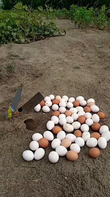 Охота на мышей с куриными яйцами