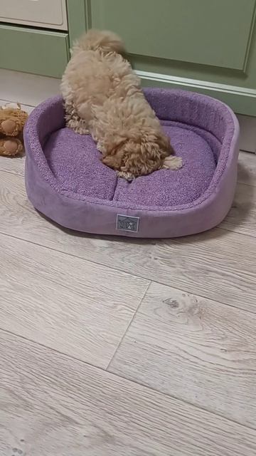 мальтипу мальчик окрас шампань