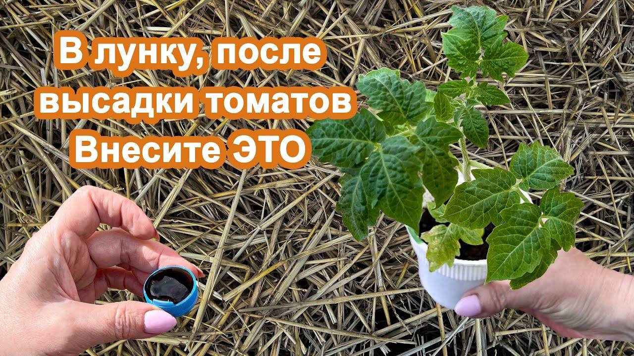 В лунку после посадки Томатов, внесите Супер подкормку. Рассада пойдет в рост.