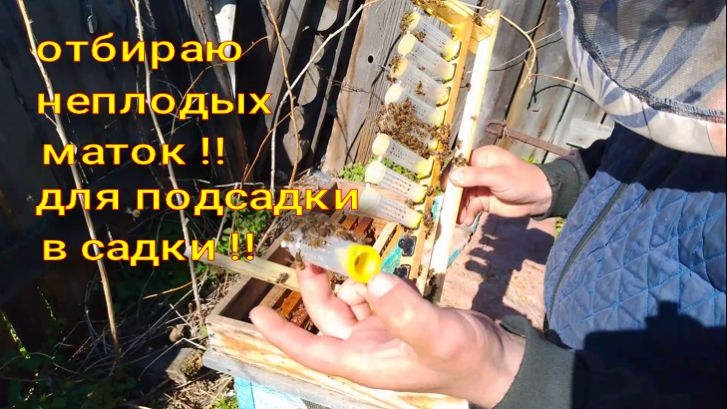отбираю неплодных маток для подсадки в садки !