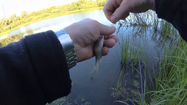 Целенаправленная ловля белой рыбы на спиннинг, при помощи Gammarus.