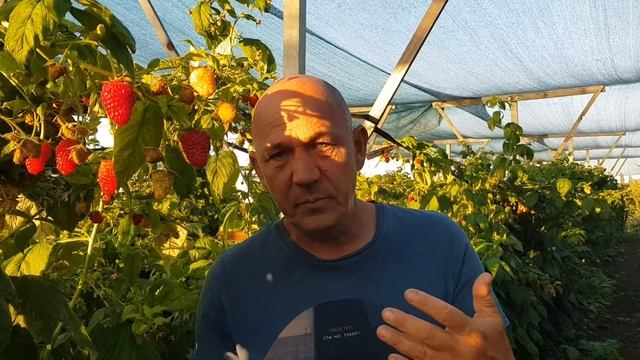 Рем сорт малины Мапема месяц с начала плодоношения