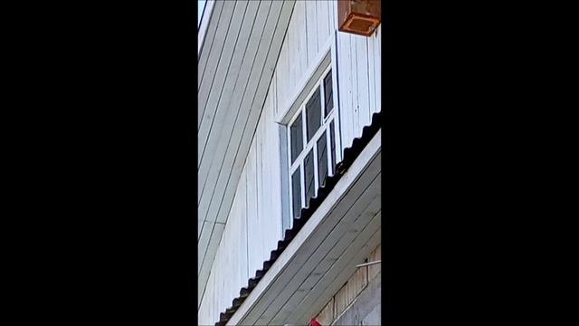Скворцы
