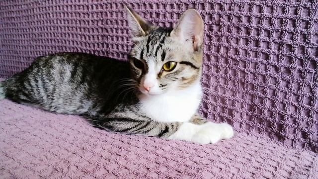 Мы устали 🐾