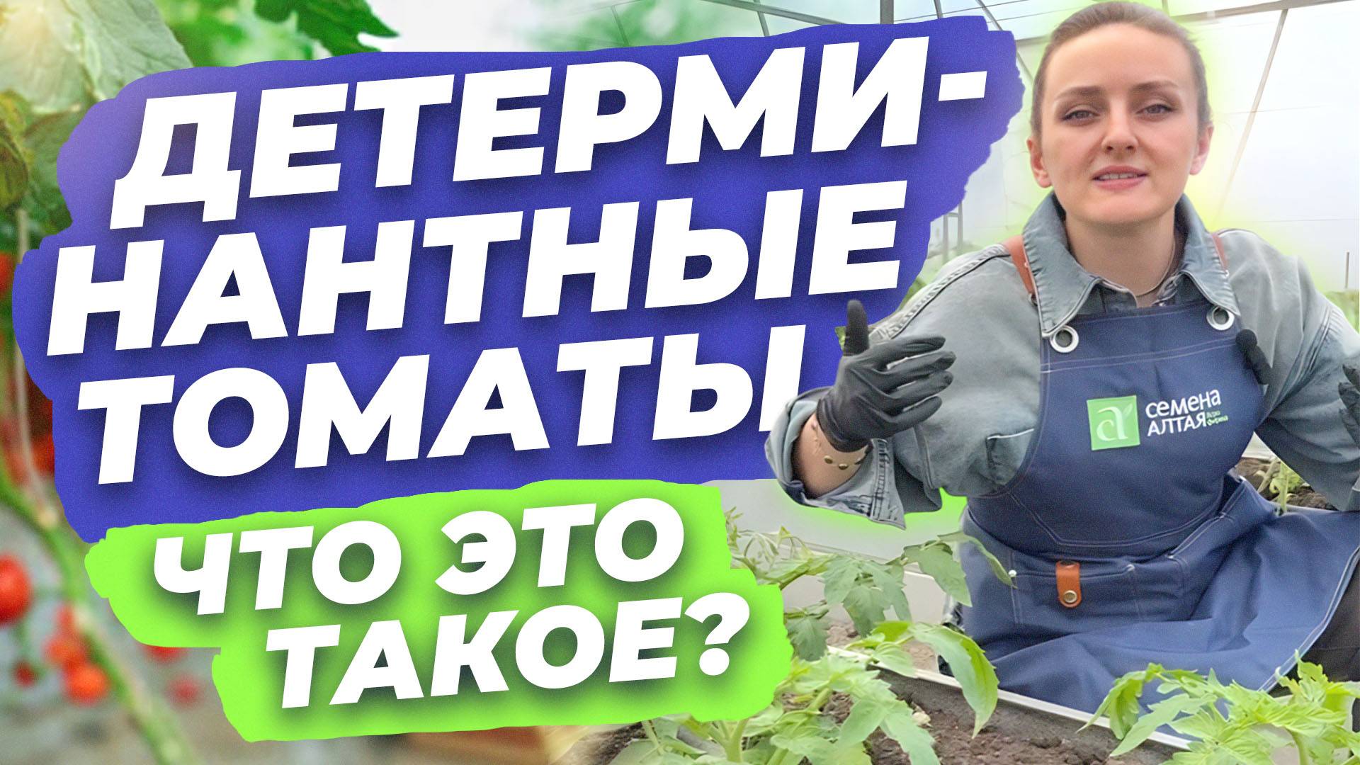 ДЕТЕРМИНАНТНЫЕ ТОМАТЫ. ЧТО ЭТО ТАКОЕ?