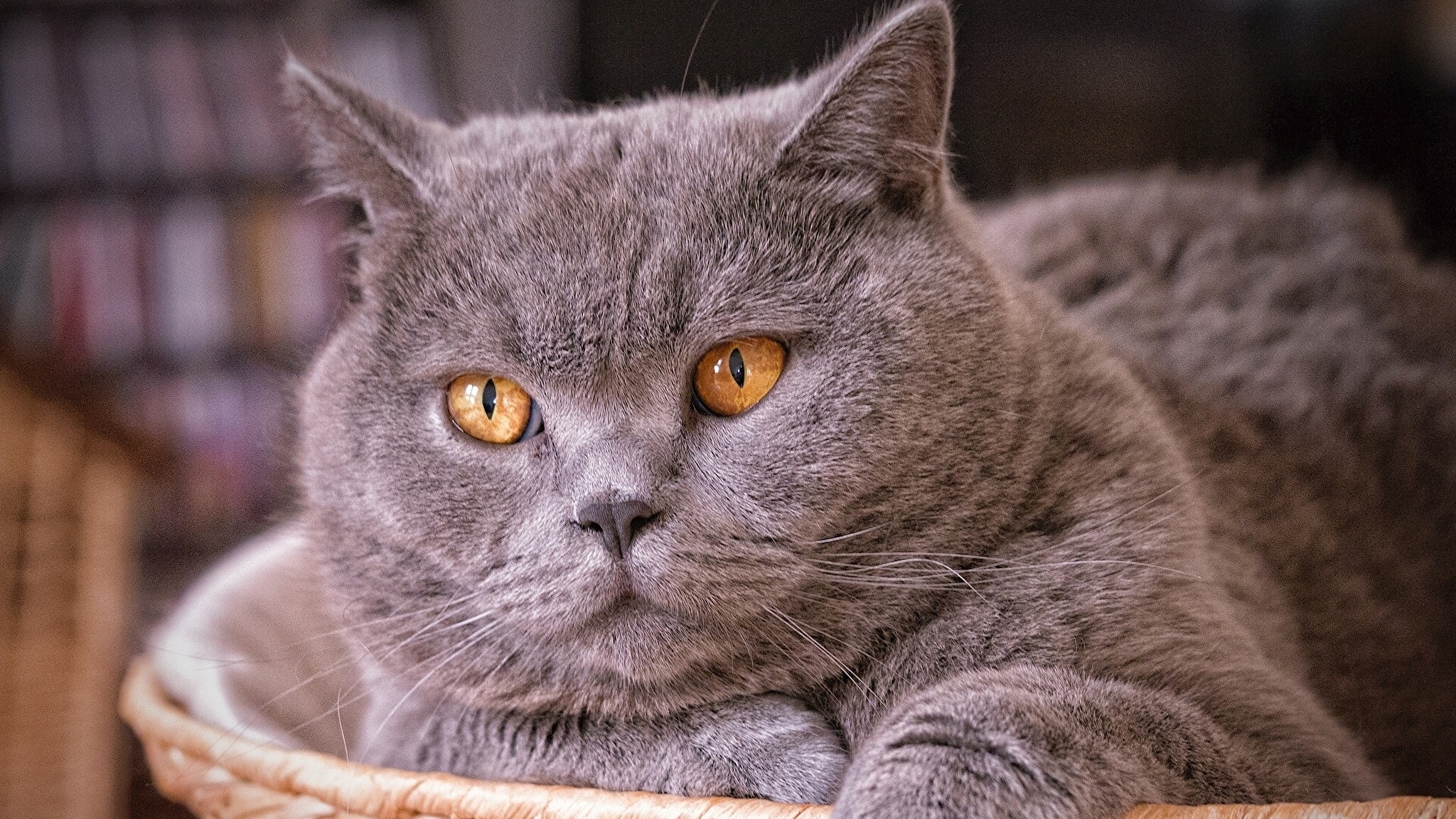 Топ -10 самых добрых пород кошек 🐱🐱🐱( чисто мое субъективное мнение) 😀